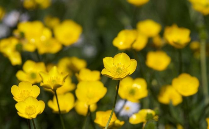 Watch Out! Your Plants May Be Listening