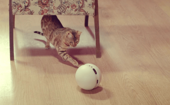 LG's Rolling Bot is the purrfect toy for your cat